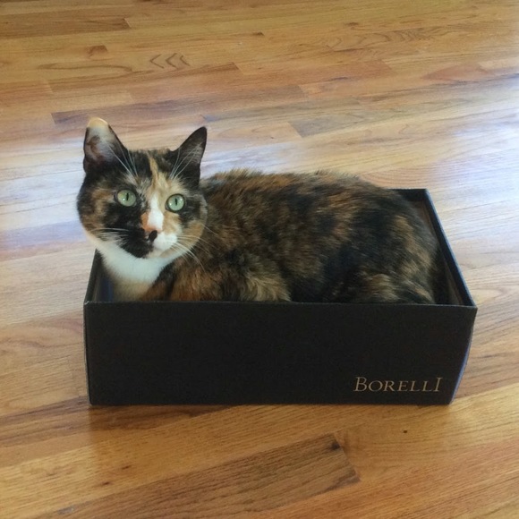 Meet your Posher, Bruno - Picture 1 of 1